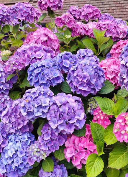 How to prune and care for a hydrangea