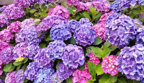 How to prune and care for a hydrangea