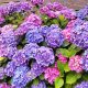 How to prune and care for a hydrangea