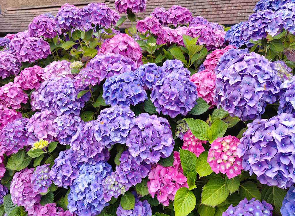 A large bush of hydrangea flowers in bloom.