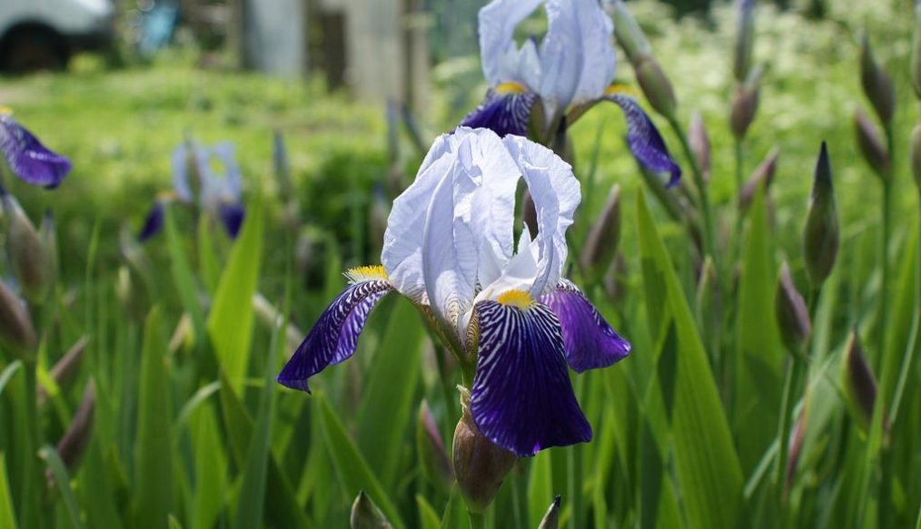 All about irises