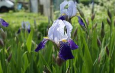 All about irises