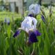 All about irises