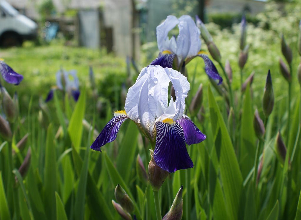 An iris bloom in a garden.