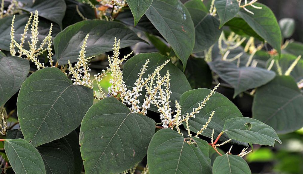 Japanese knotweed challenge