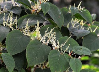 Japanese knotweed challenge