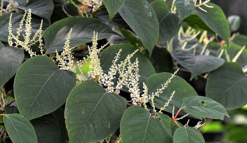 Japanese knotweed challenge