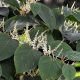 Japanese knotweed challenge