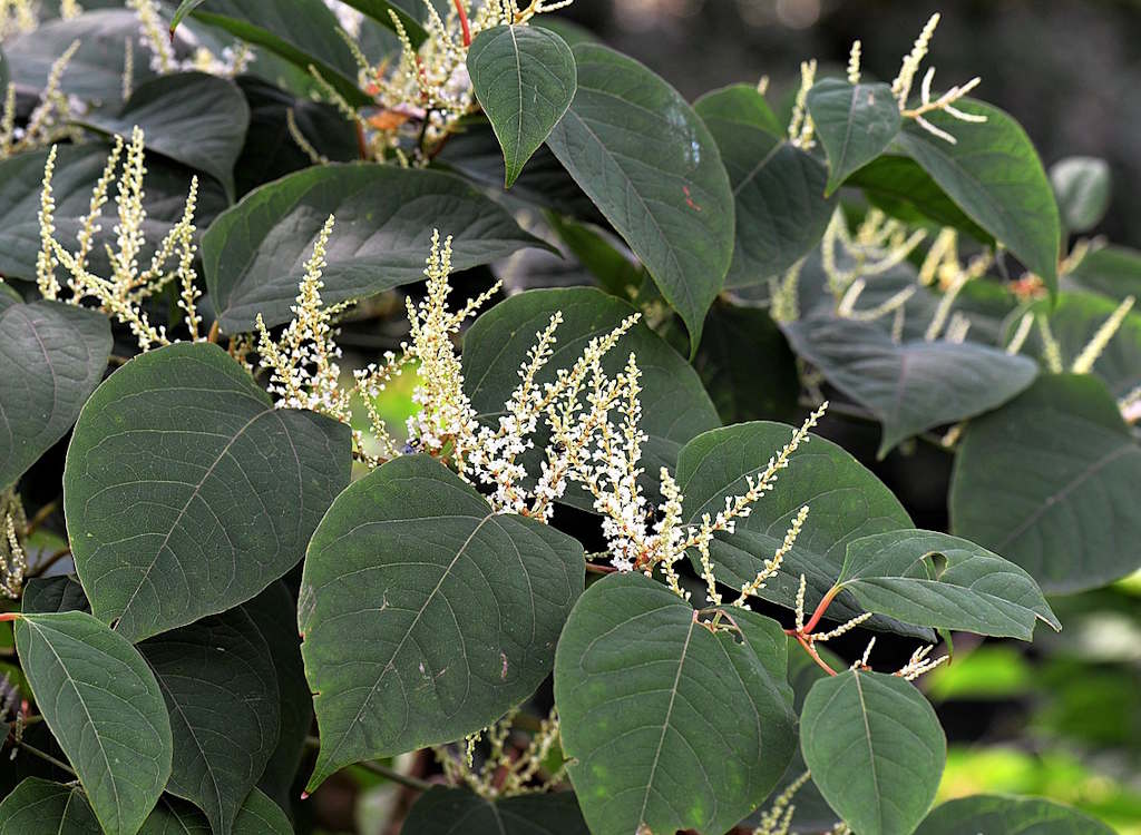 Japanese knotweed in bloom.