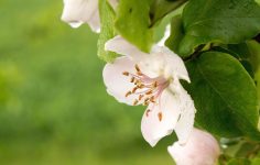 Chaenomeles ‘Nivalis’ will produce white flowers during winter