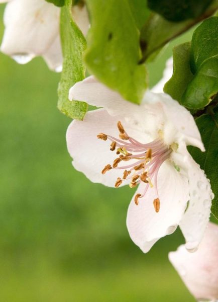 Chaenomeles ‘Nivalis’ will produce white flowers during winter