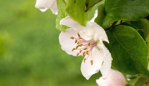 Chaenomeles ‘Nivalis’ will produce white flowers during winter