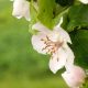Chaenomeles ‘Nivalis’ will produce white flowers during winter