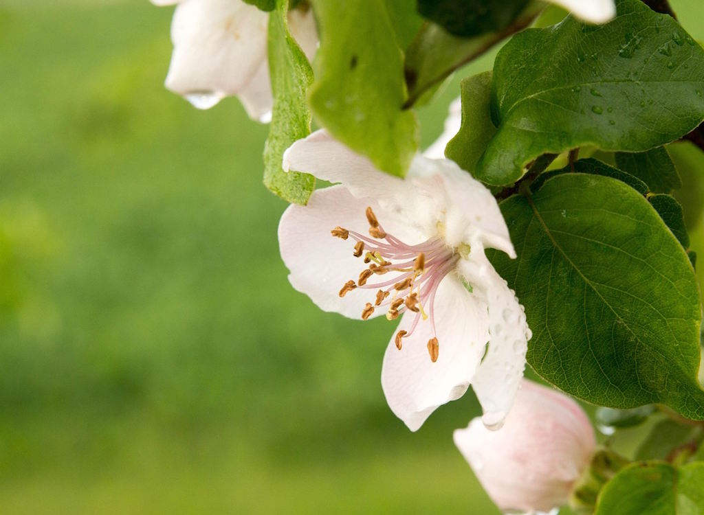 Chaenomeles ‘Nivalis’ will produce white flowers during winter