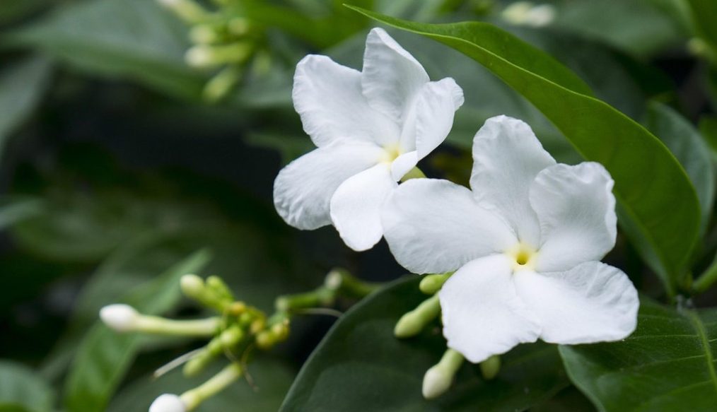 How to prune and care for jasmine plant
