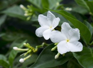 How to prune and care for jasmine plant