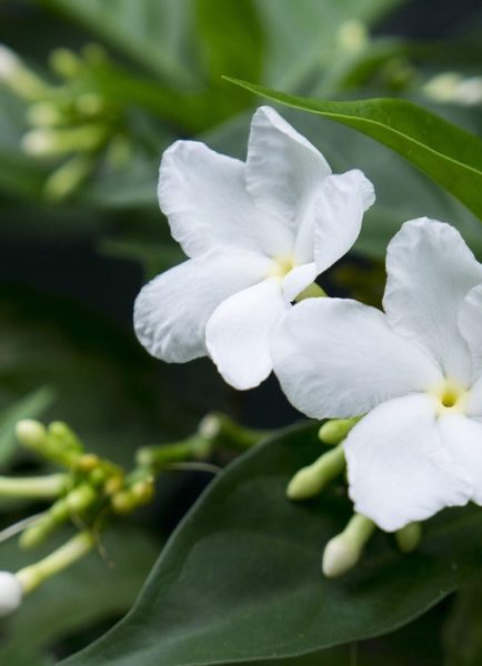 How to prune and care for jasmine plant