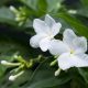 How to prune and care for jasmine plant