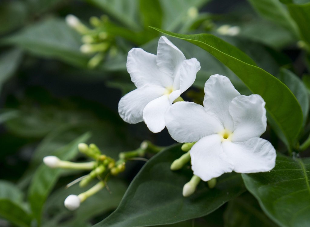 A white flowering jasmine plant in bloom.