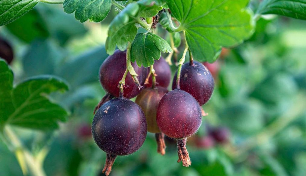 Help pruning josteberries