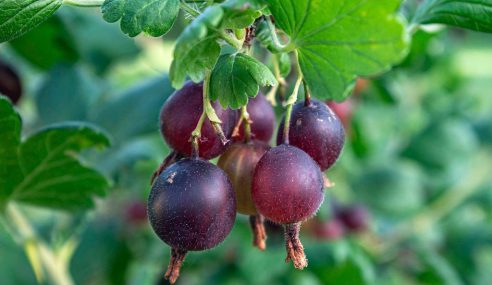 Help pruning josteberries