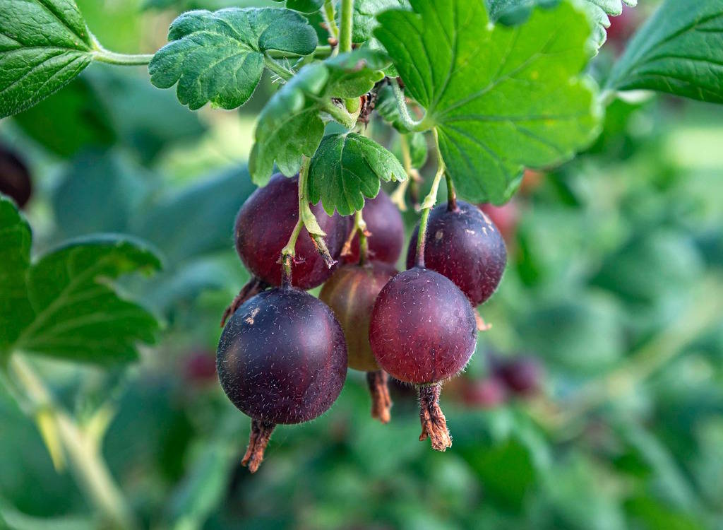 Josteberries on a bush ready for picking.