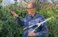 Ken Crowther demonstrates hand cutting ivy and yew hedges