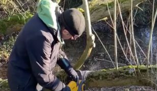 How to use a chainsaw for cutting trees in the garden