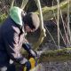 How to use a chainsaw for cutting trees in the garden