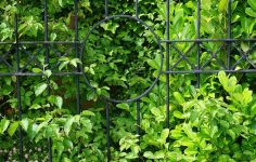 Why you shouldn’t use a hedge trimmer on laurel hedges