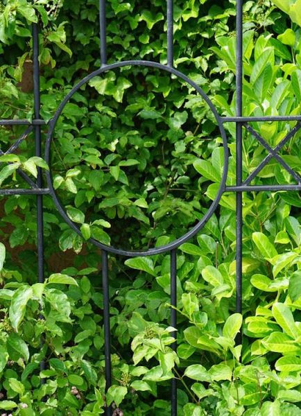 Why you shouldn’t use a hedge trimmer on laurel hedges