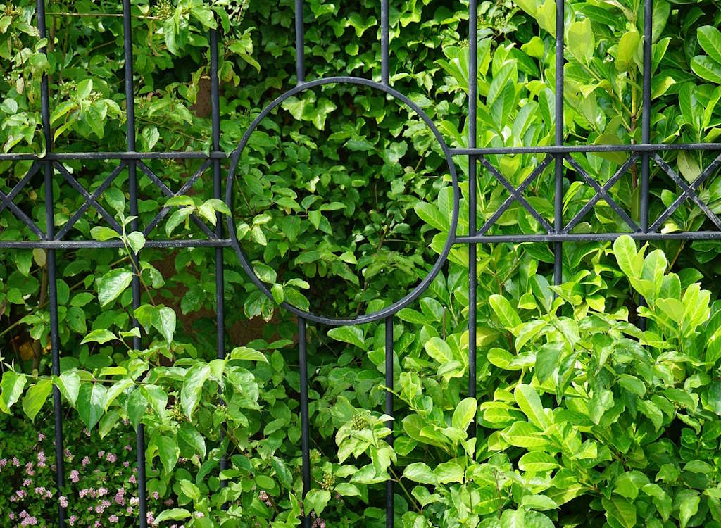 Laurel hedge at a gate.