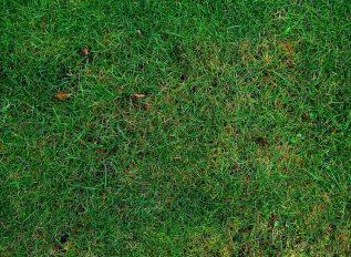 Patches on Lawn