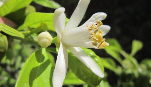 Lemon trees grown from seed