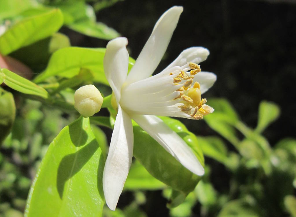 Lemon trees grown from seed