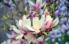 Magnolia mess – how to clean up after this tree