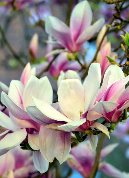 Magnolia mess – how to clean up after this tree