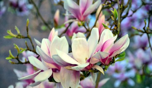 Magnolia mess – how to clean up after this tree