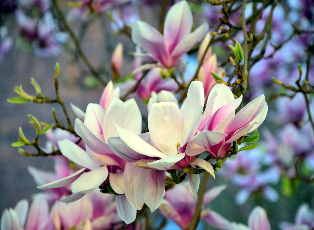 a magnolia tree in bloom.