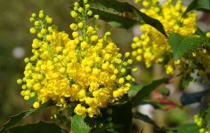 Bloomin’ marvellous winter colour including mahonia and callicarpa