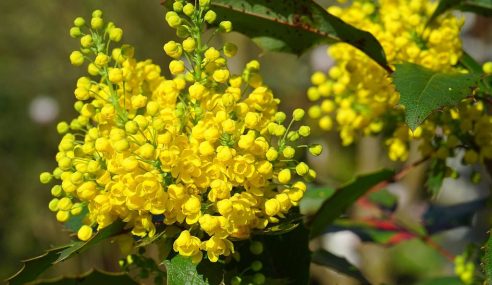 Bloomin’ marvellous winter colour including mahonia and callicarpa