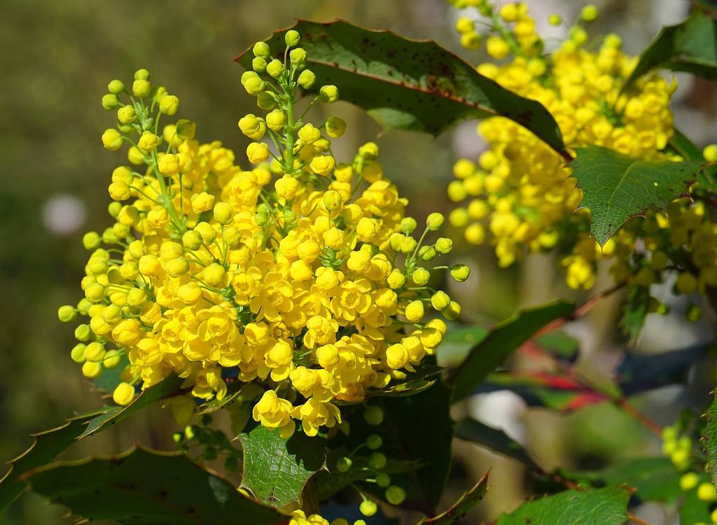 Bloomin’ marvellous winter colour including mahonia and callicarpa