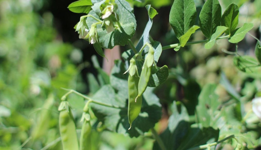 Sowing vegetables from seed