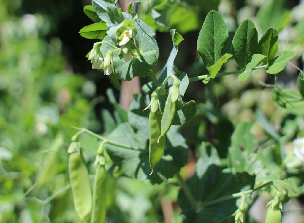 Mangetout with pods developing.