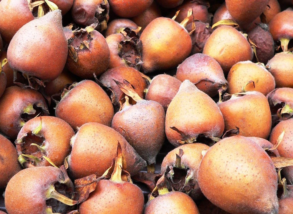 Medlars picked off the tree and ready for jam making.