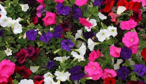 Growing summer bedding plants for retail