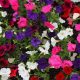 Growing summer bedding plants for retail
