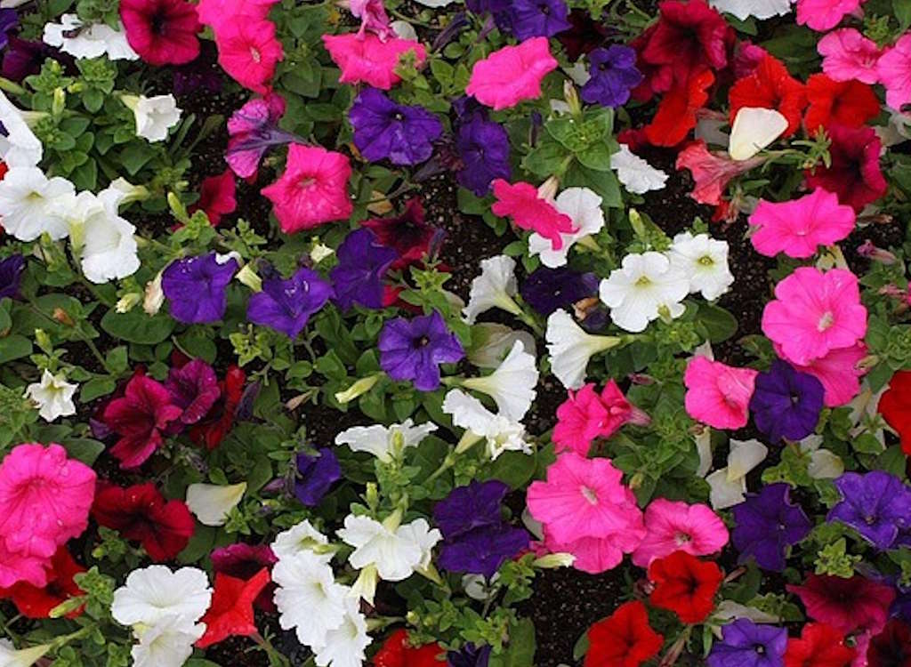 A mixed bed of multi-coloured petunias.