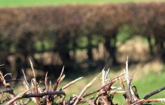 It’s bare root planting season for hedging