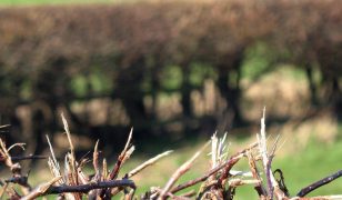 It’s bare root planting season for hedging